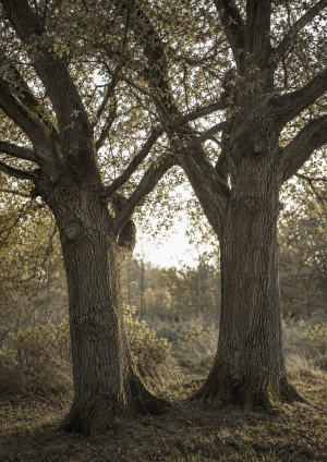 2 træer med grene der fletter sammen